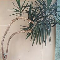 pianta yucca usato