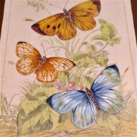 stampa farfalle usato