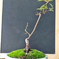 bonsai sakura usato