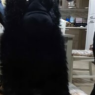 gorilla alutecnos usato