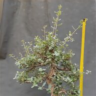 bonsai quercia usato