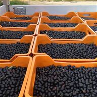 raccogli olive usato