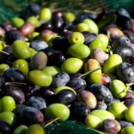 olive defogliatrice usato