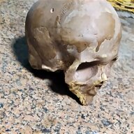 cranio umano vero usato