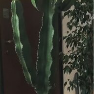 cactus gufram usato