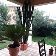cactus gigante usato