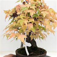 bonsai larice usato