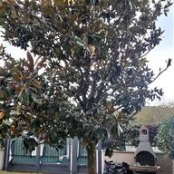 magnolia pianta usato