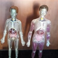 esplorando corpo umano modellino usato