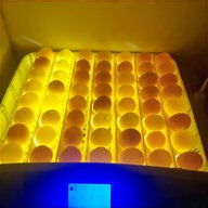 incubatrice uova 500 usato