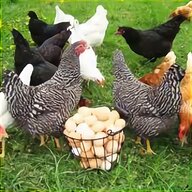 mangime galline ovaiole biologico usato
