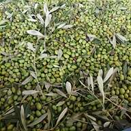 frantoio olive usato