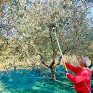 scuotitore olive gancio usato