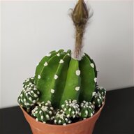 cactus usato