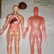 corpo umano deagostini usato
