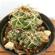 cactus usato