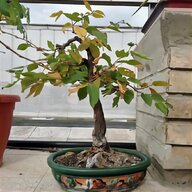 bonsai carpino usato