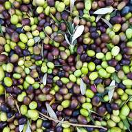 frantoio olive toscana usato