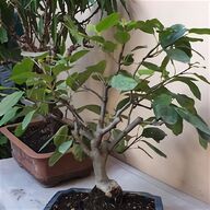 attrezzi bonsai usato