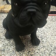 bulldog francese cuccioli regalo usato
