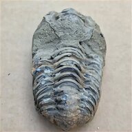 trilobite usato