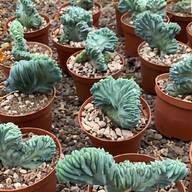 myrtillocactus usato