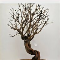 melograno bonsai usato