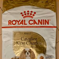 cavalier king cuccioli usato