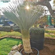 yucca rostrata usato