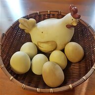 uova di gallina livornese usato