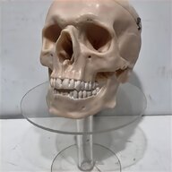 cranio umano in vendita usato