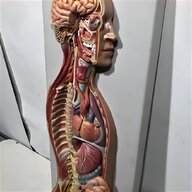 modello corpo umano usato