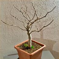 pre bonsai ciliegio usato