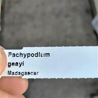 pachypodium usato