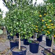piante limoni grandi usato