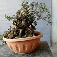 pre bonsai usato
