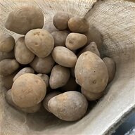 semina patate usato