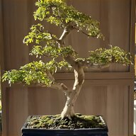 larice bonsai usato
