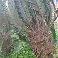 palma cycas usato