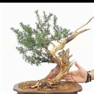 bonsai tasso usato
