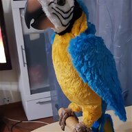 amazzone pappagallo usato
