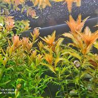 piante acquario rare usato