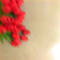 tulipani rossi usato