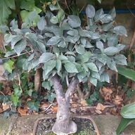 ginepro bonsai usato