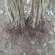 pianta bambu bambu usato