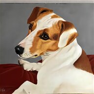 jack russell russel usato