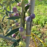 oliviero olive usato