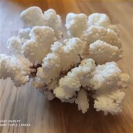 ramo corallo bianco usato