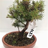 bonsai abete usato