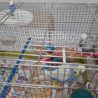 pappagalli cocorito usato